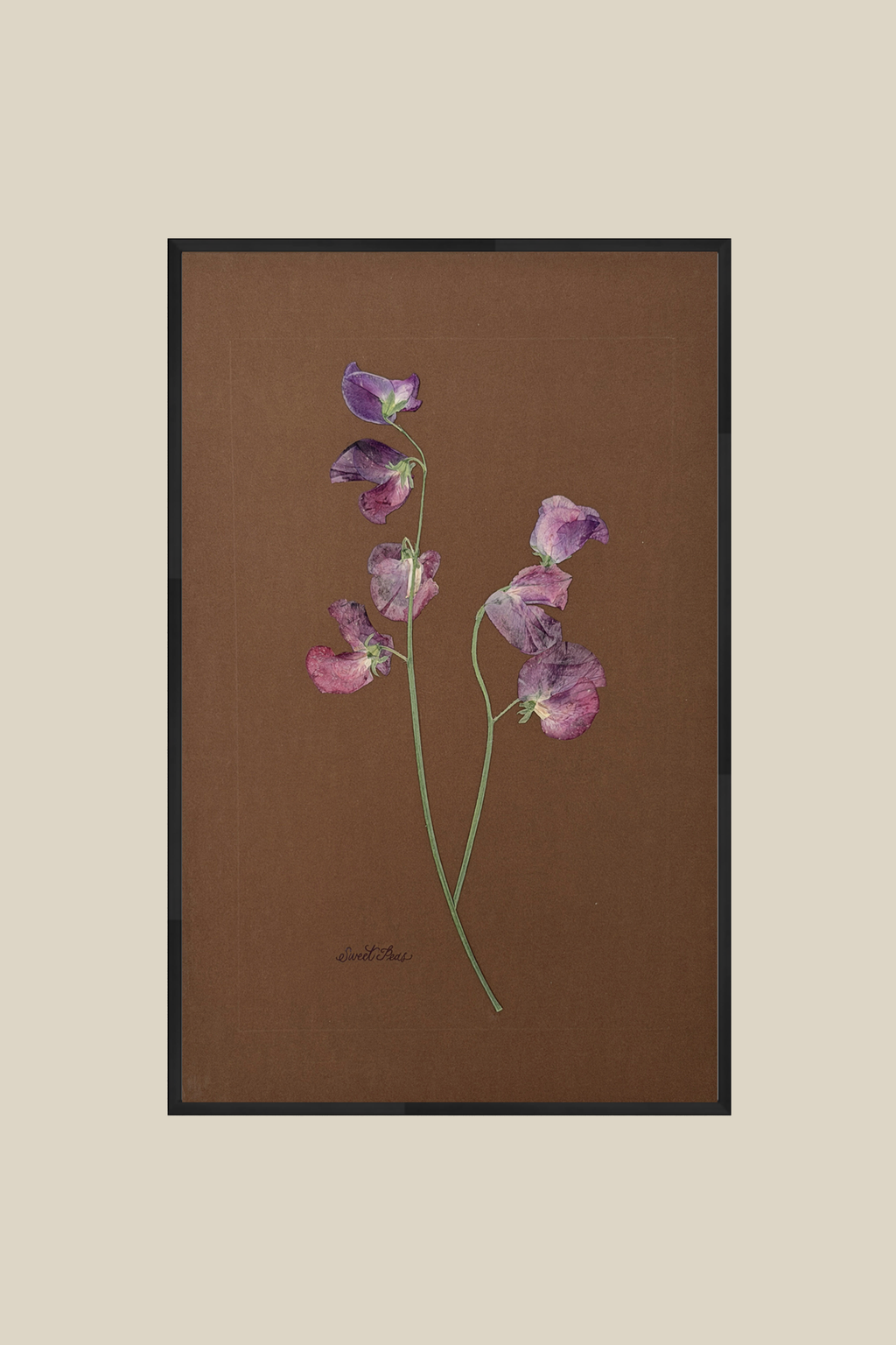 Sweet Peas on Chocolate