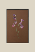 Sweet Peas on Chocolate