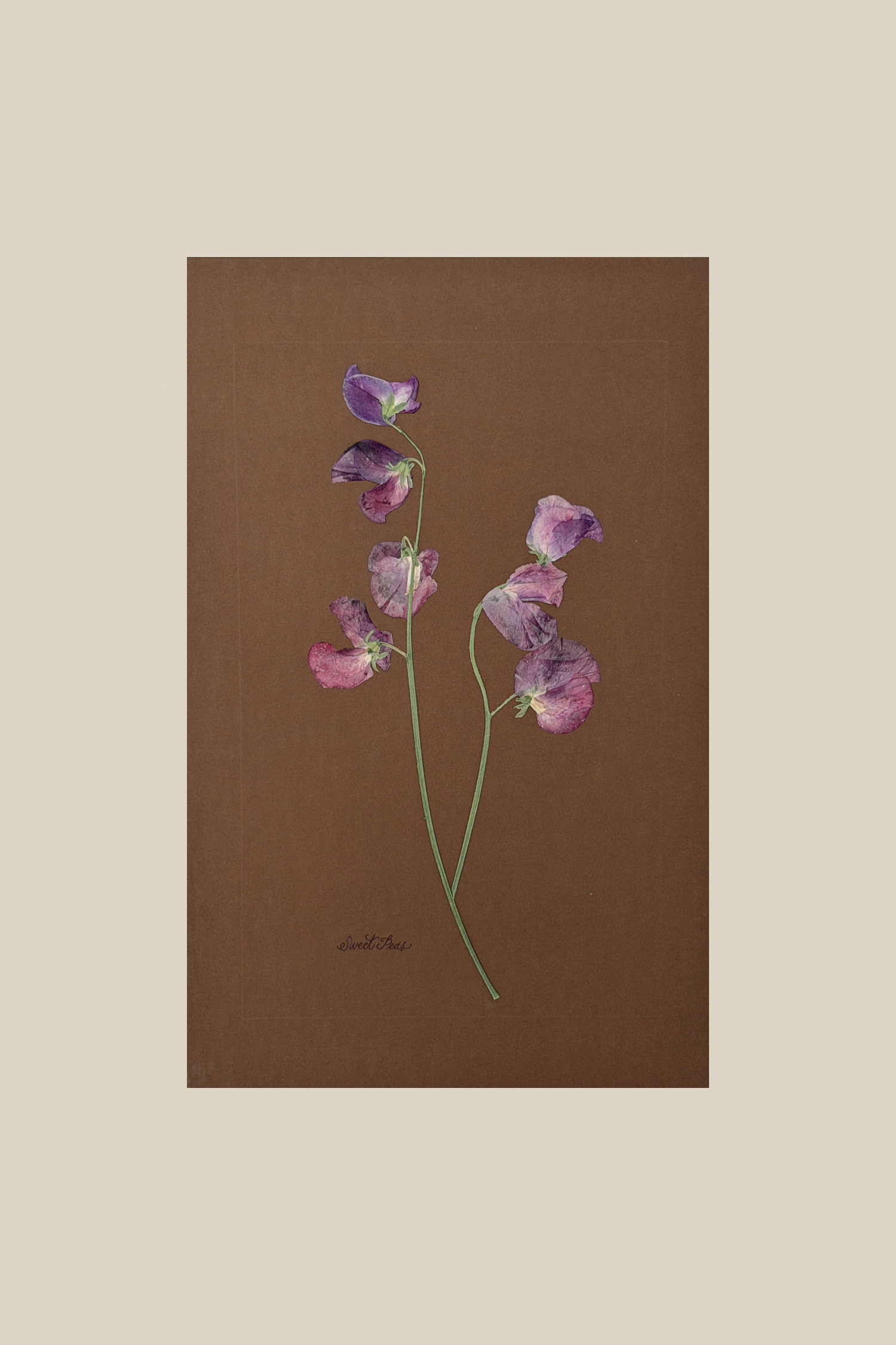 Sweet Peas on Chocolate