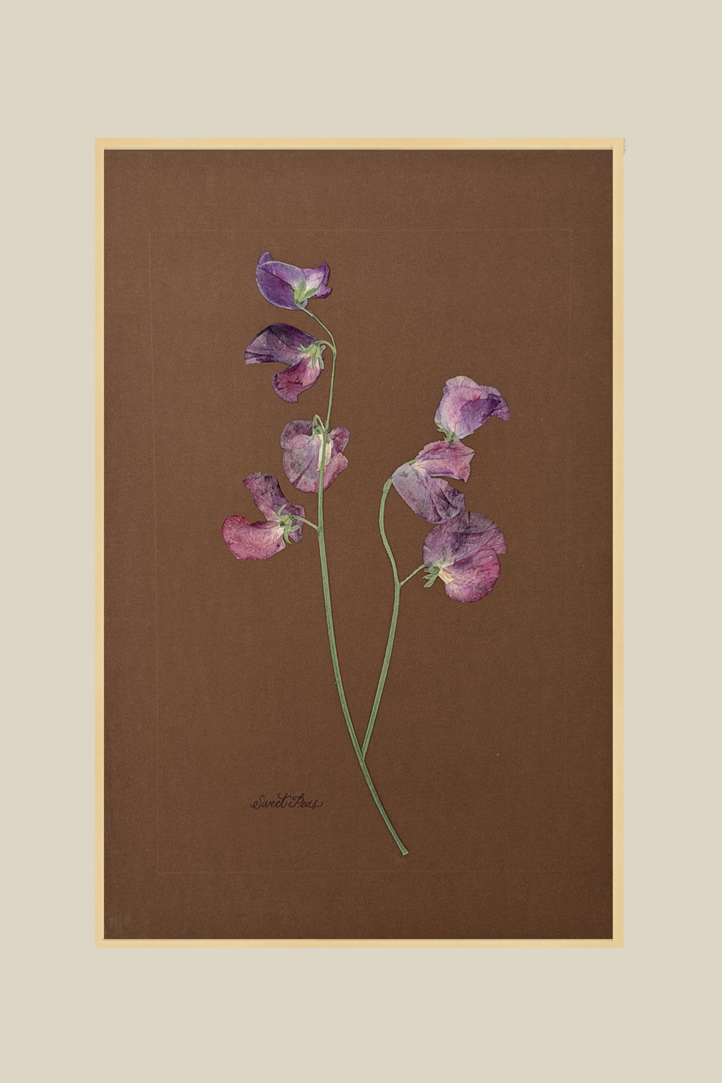 Sweet Peas on Chocolate