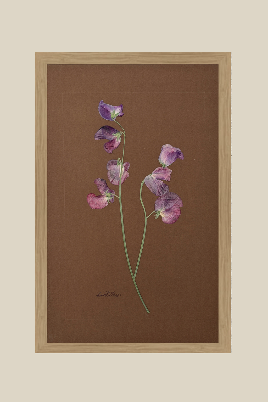 Sweet Peas on Chocolate
