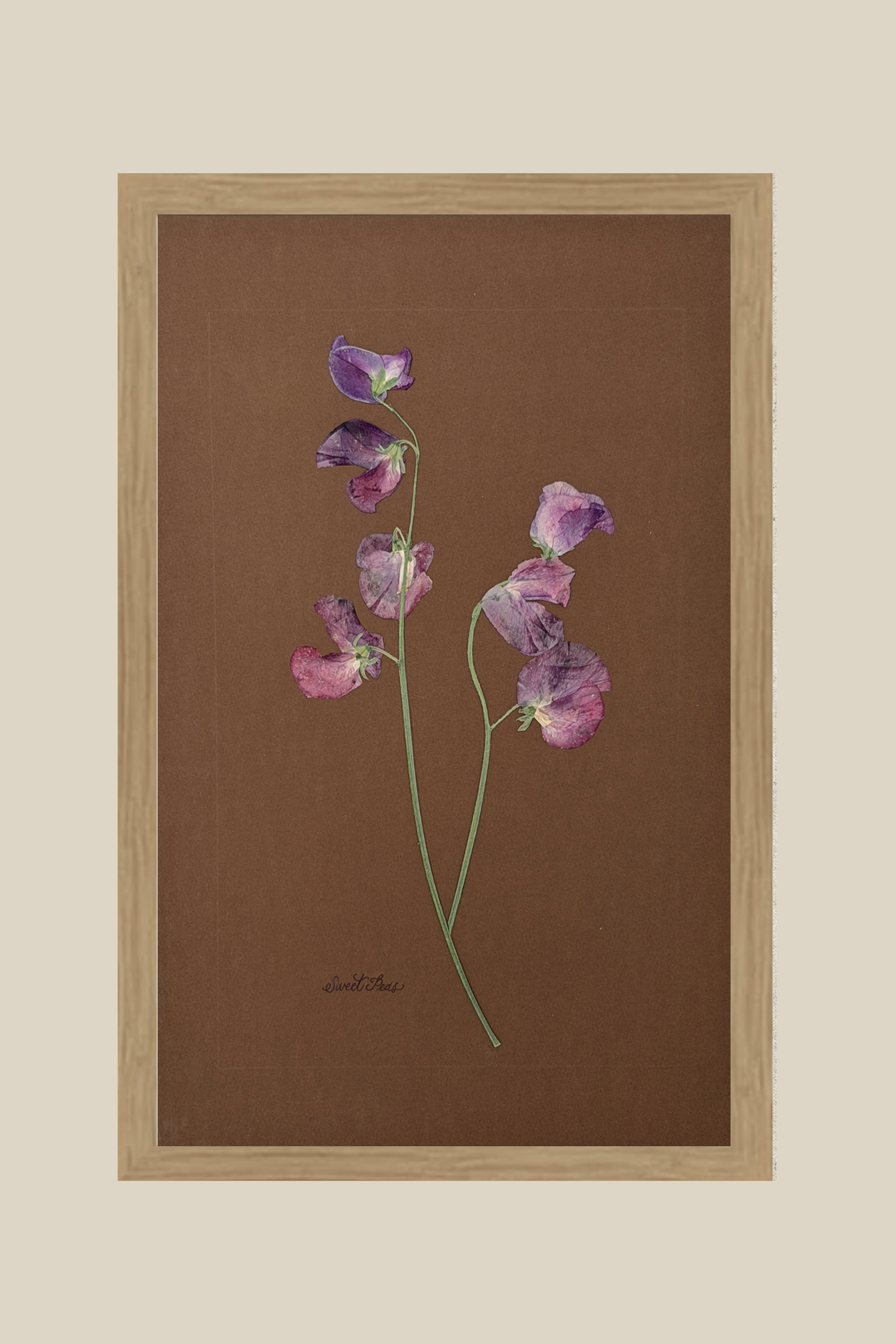 Sweet Peas on Chocolate