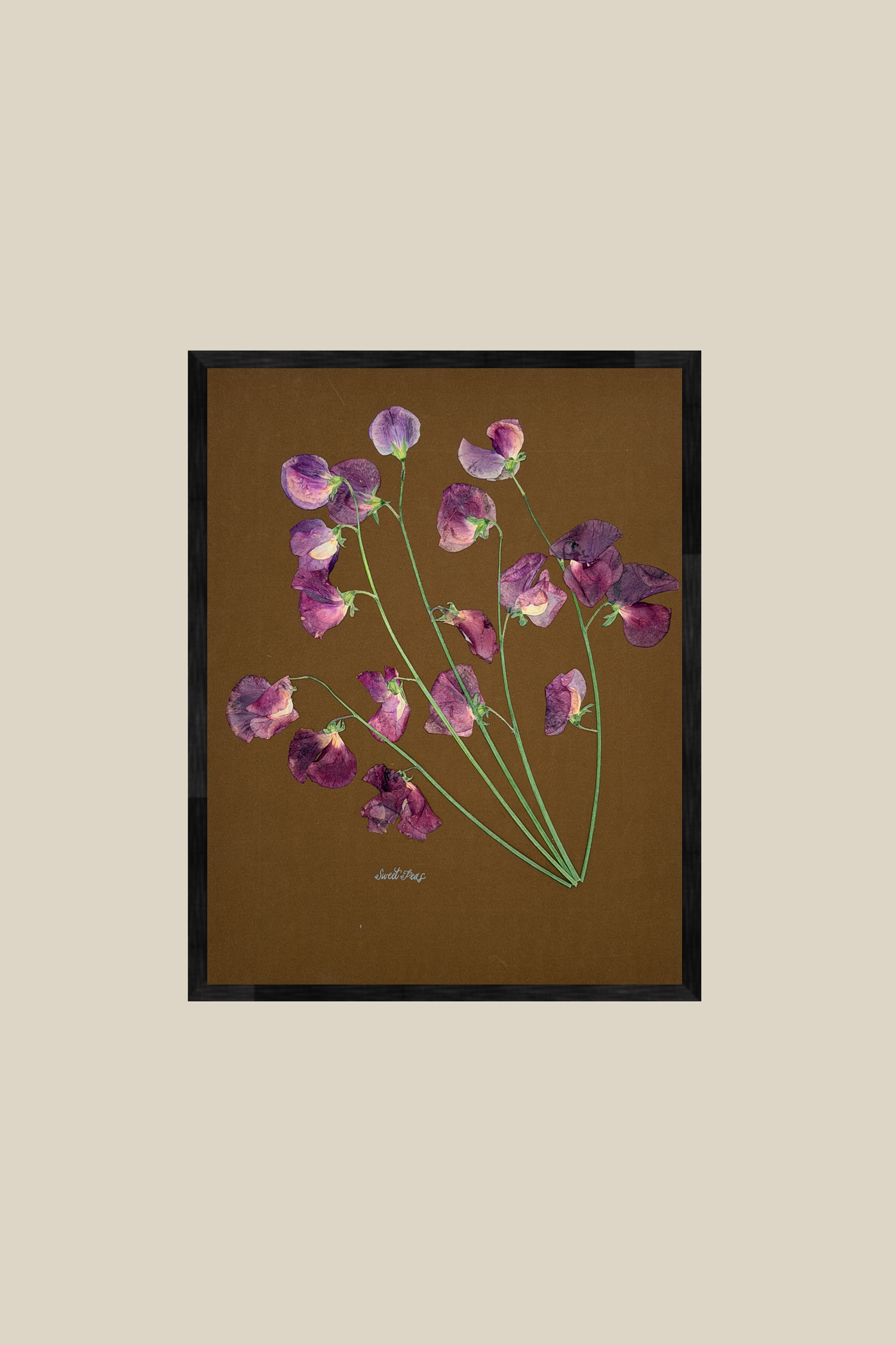 Sweet Peas on Brown