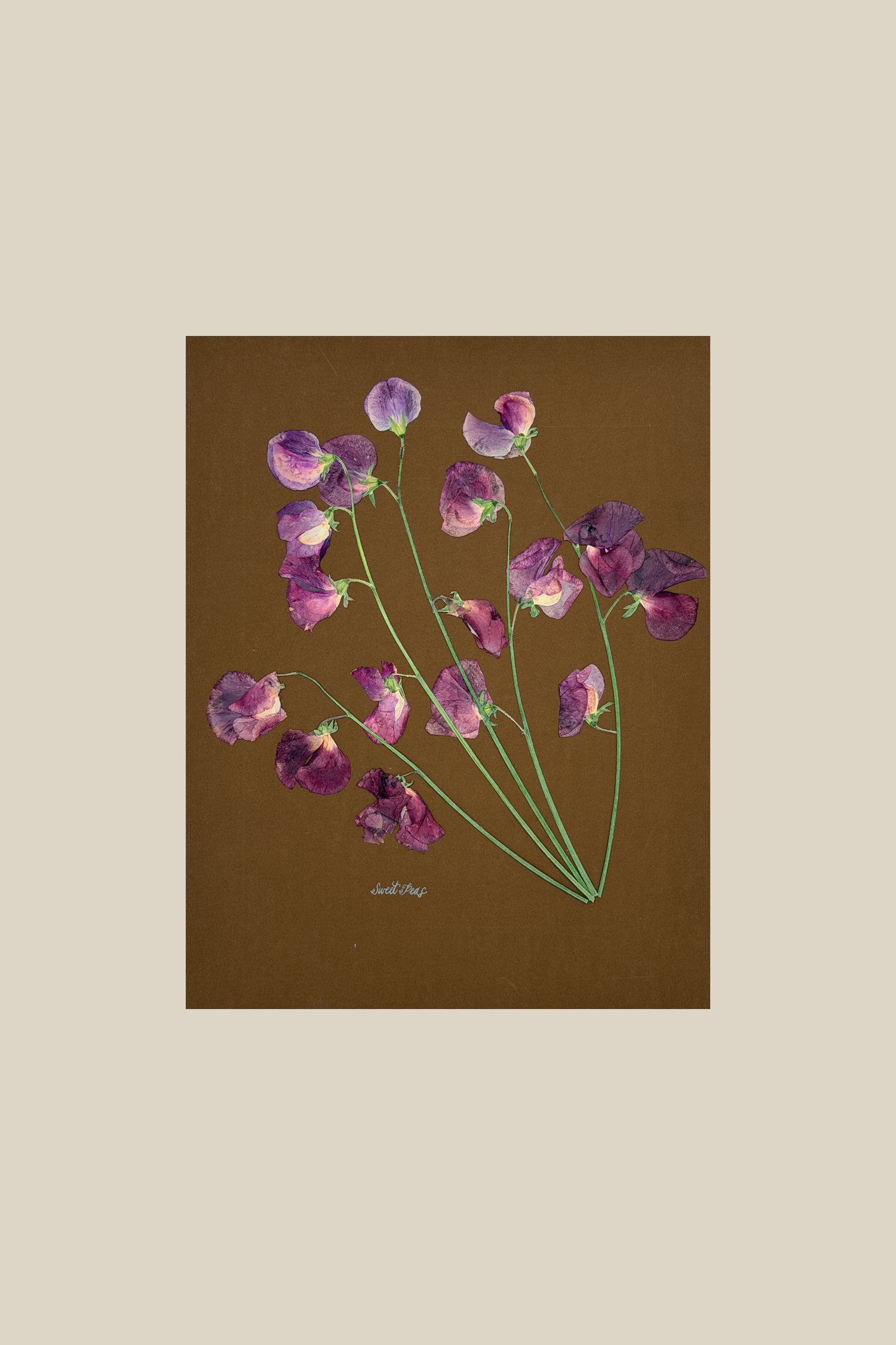 Sweet Peas on Brown