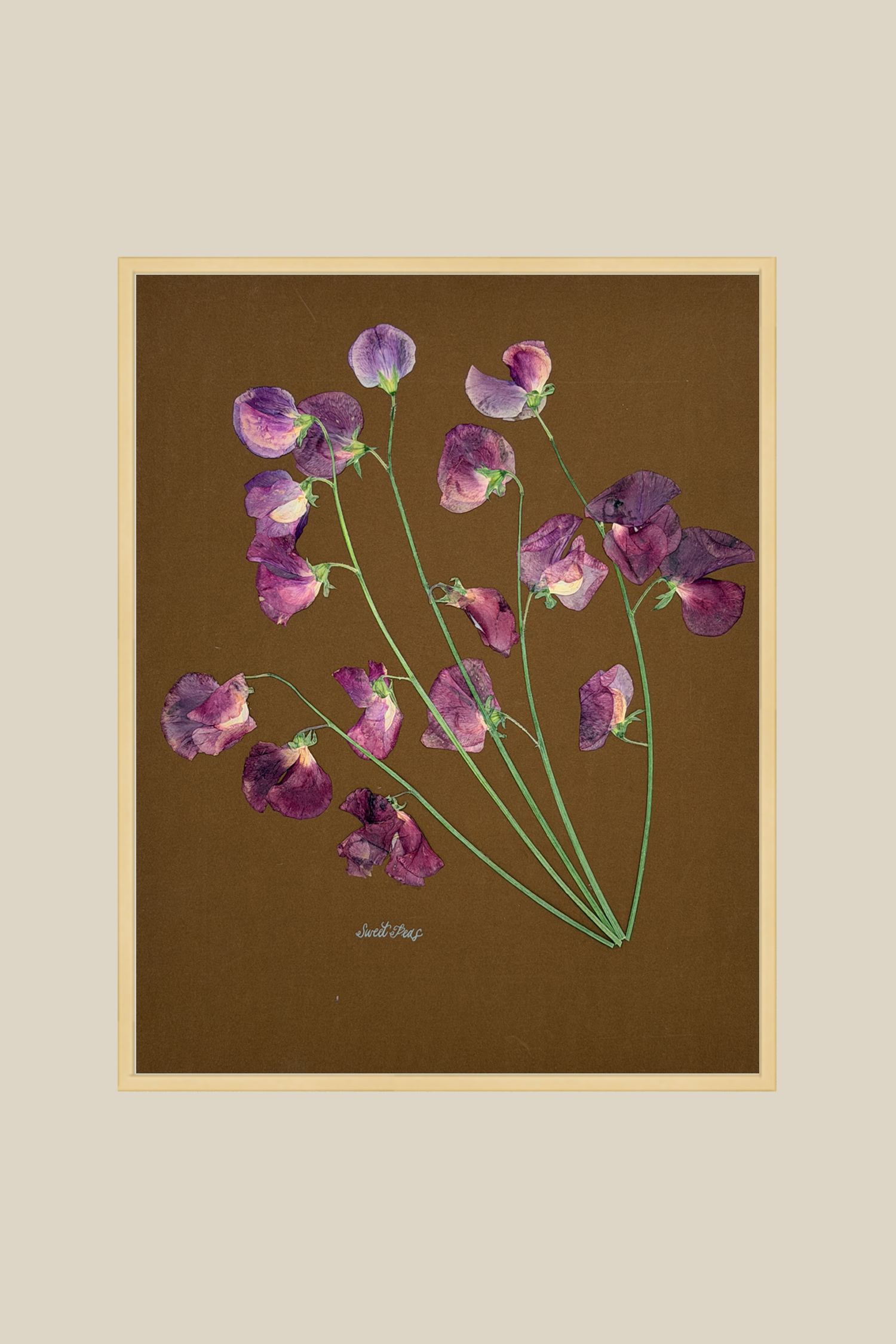 Sweet Peas on Brown