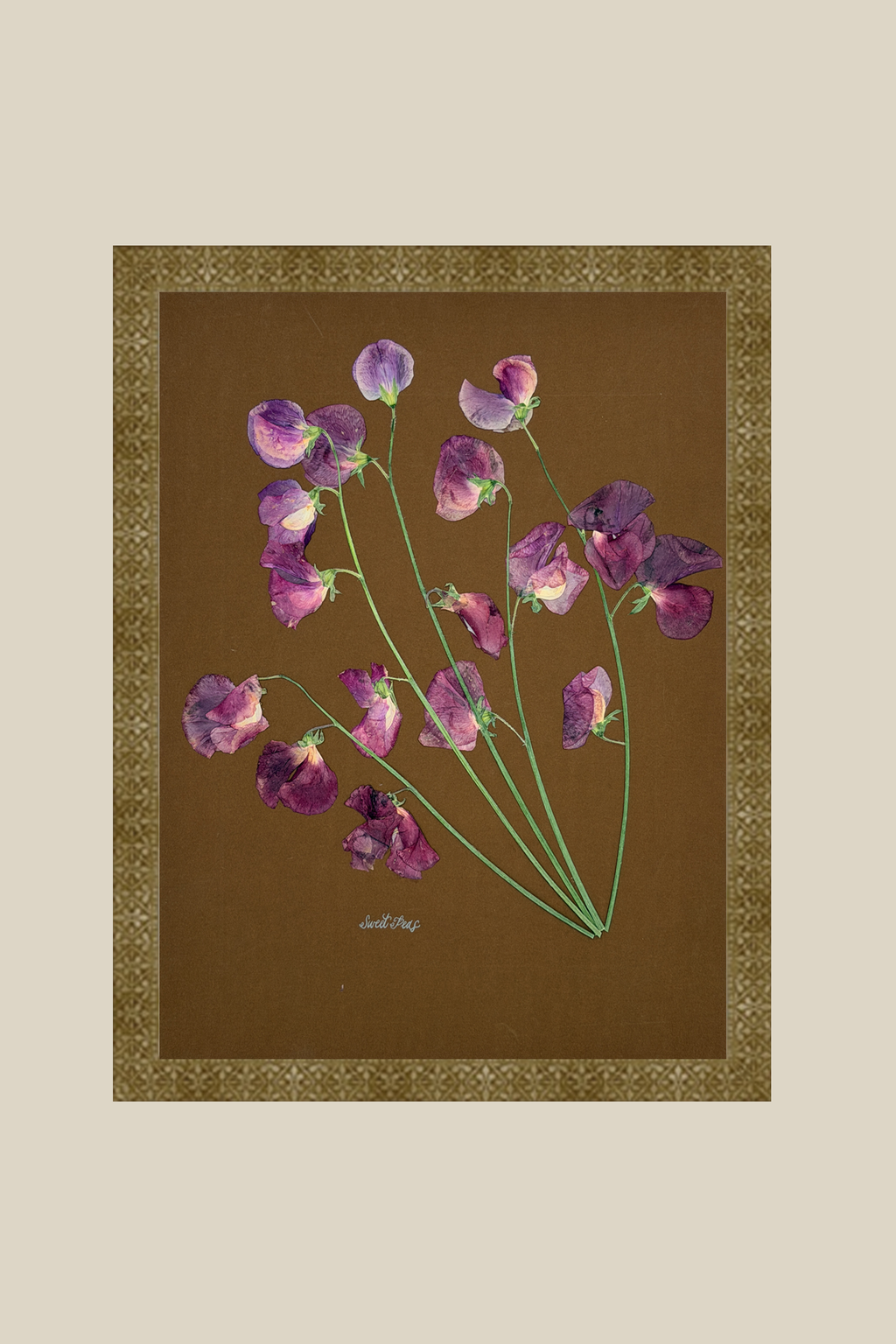 Sweet Peas on Brown