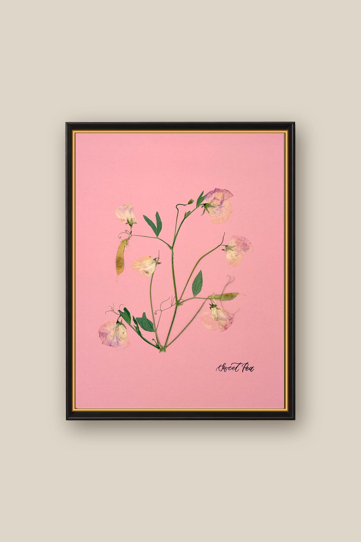 Sweet Peas on Pink 2 Framed