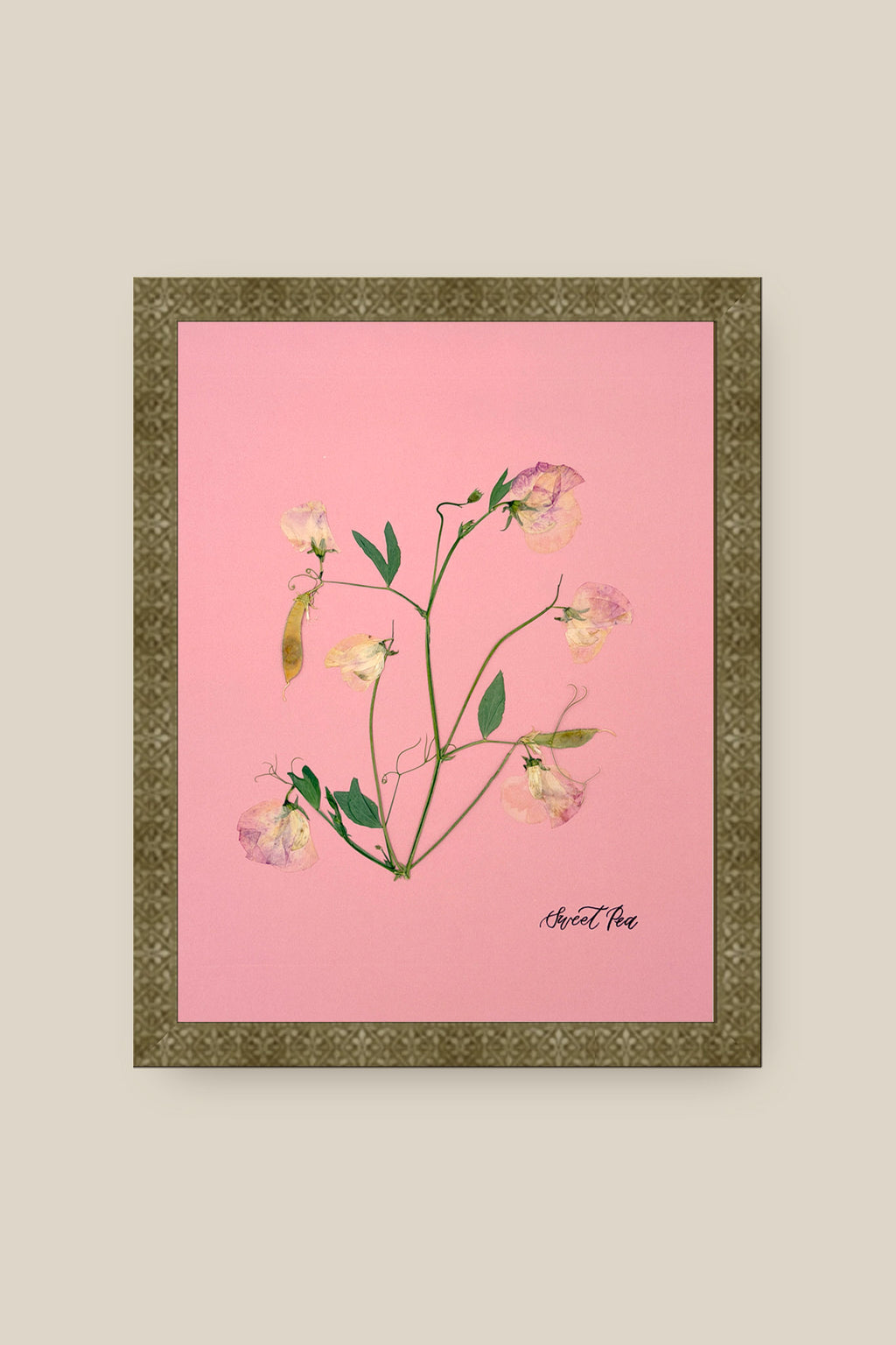 Sweet Peas on Pink 2 Framed