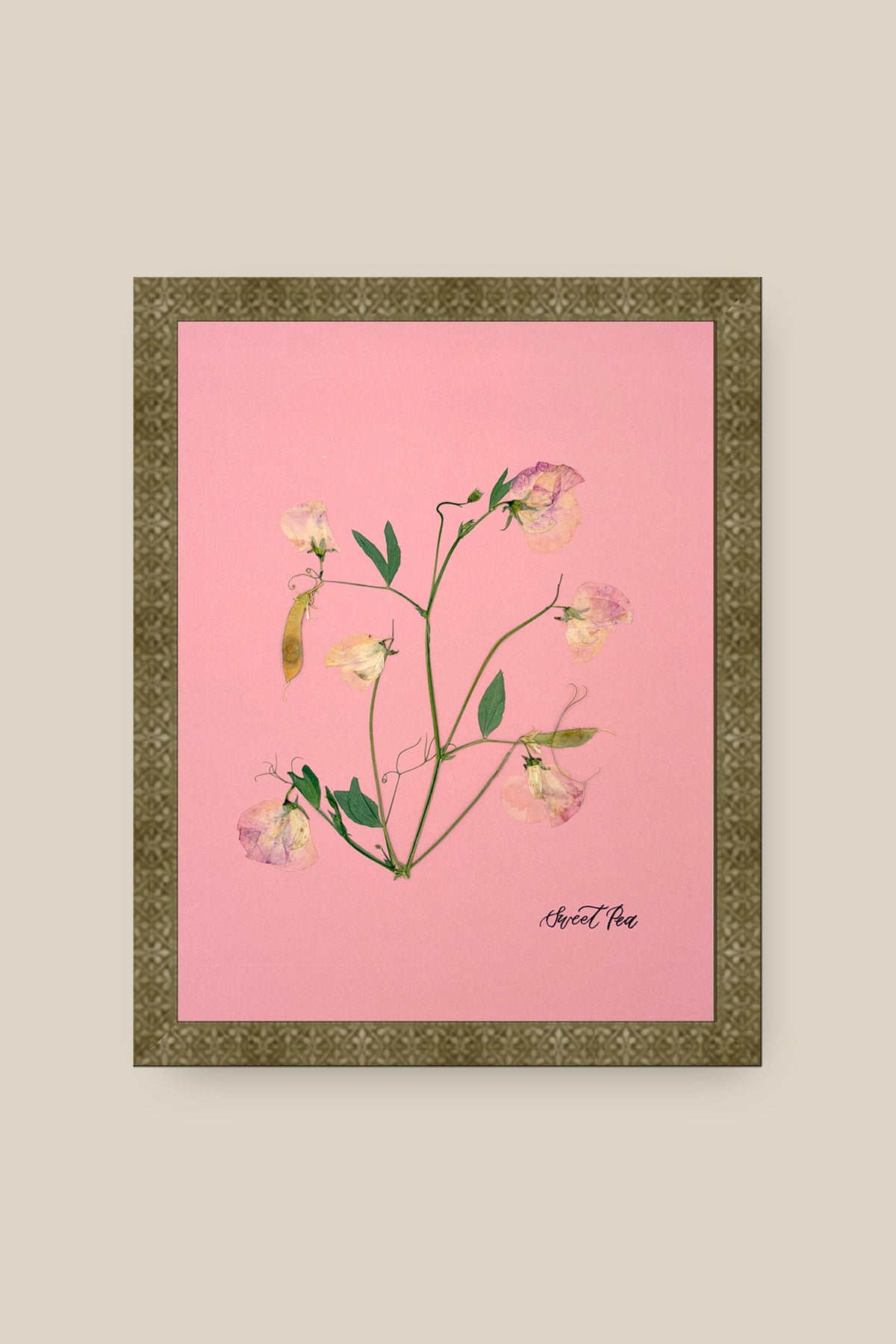 Sweet Peas on Pink 2 Framed