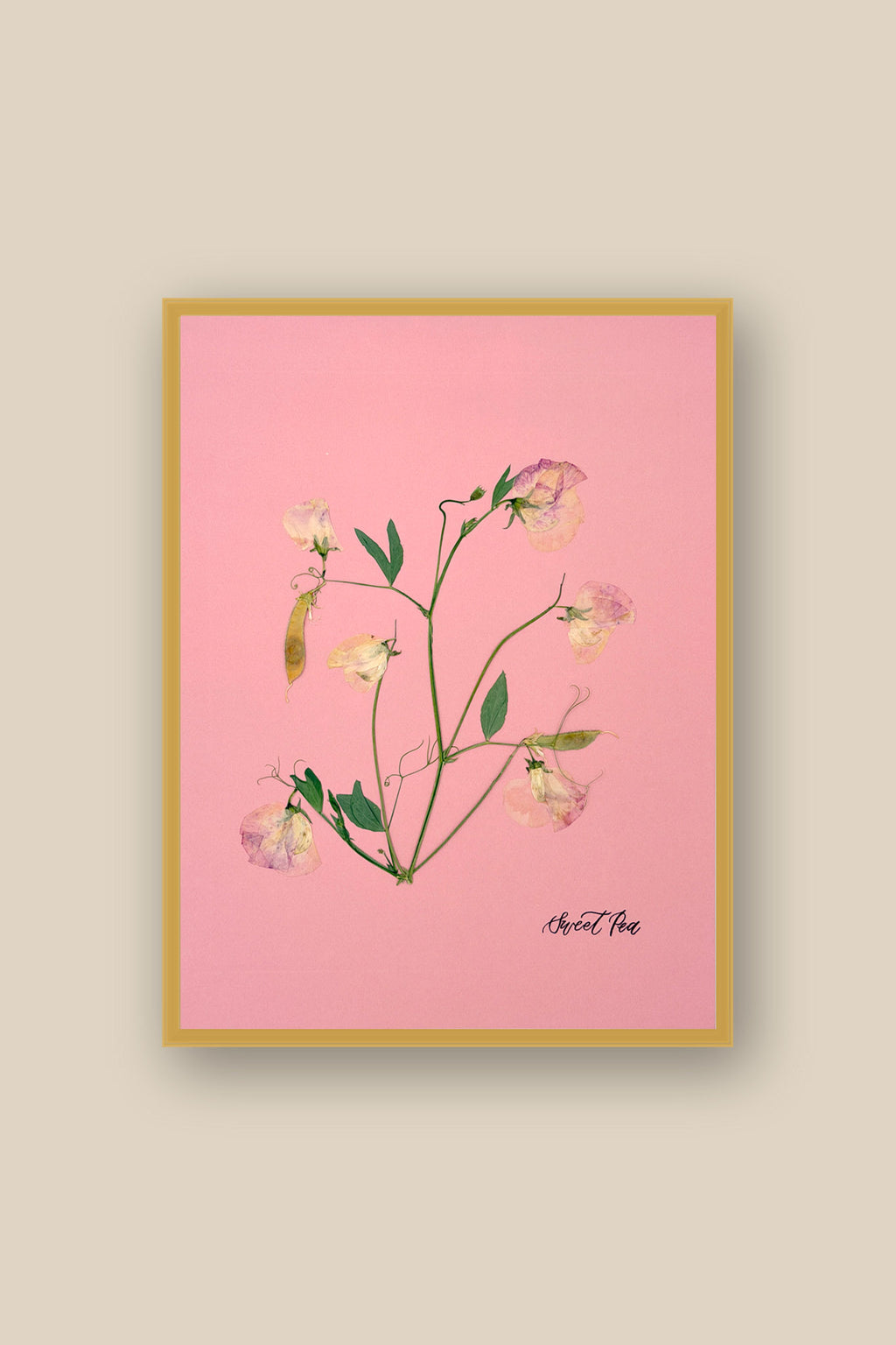 Sweet Peas on Pink 2 Framed