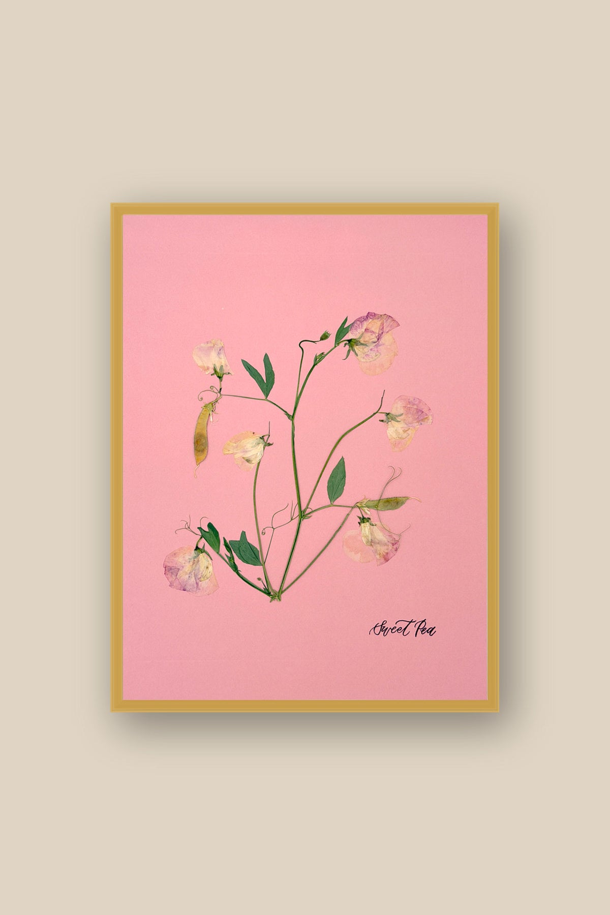 Sweet Peas on Pink 2 Framed