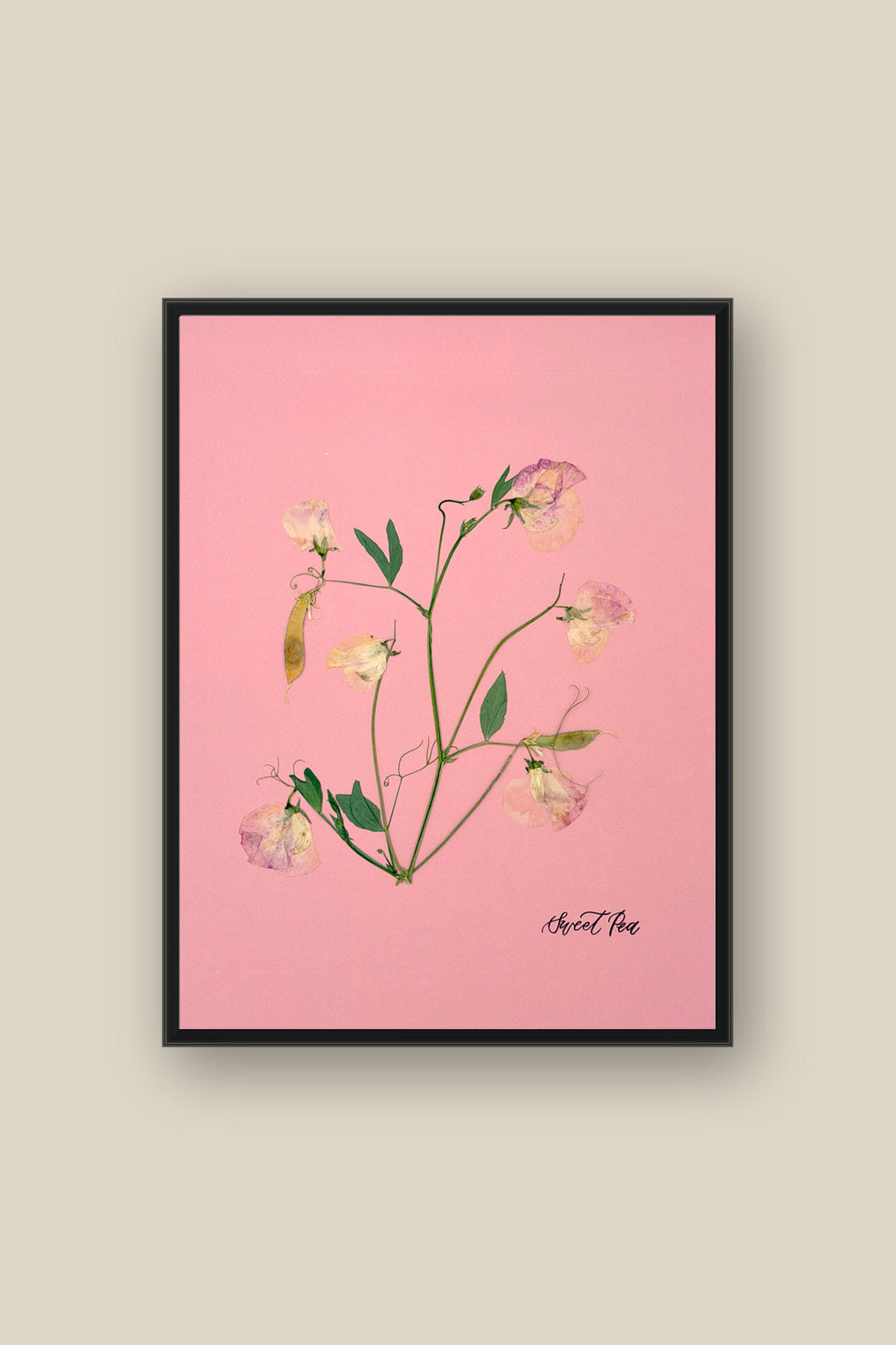 Sweet Peas on Pink 2 Framed