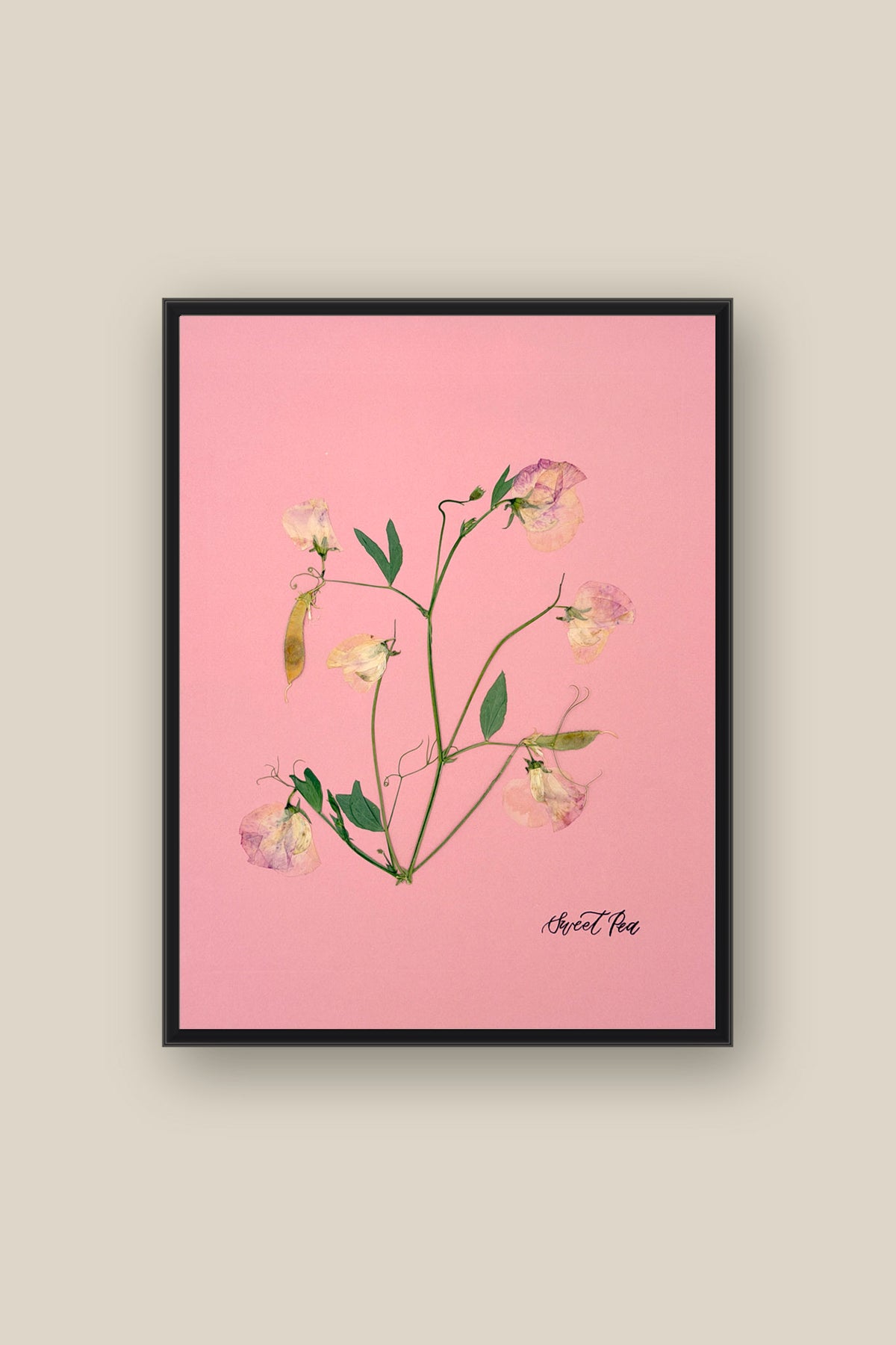 Sweet Peas on Pink 2 Framed