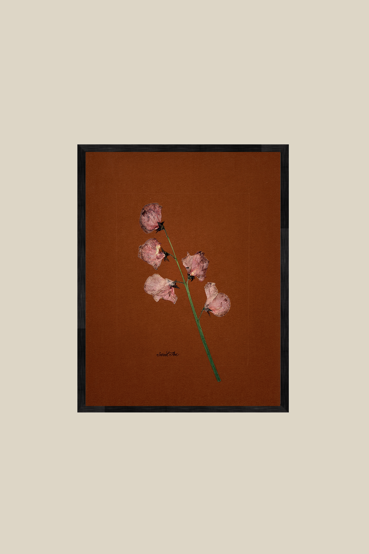 Sweet Pea on Rust