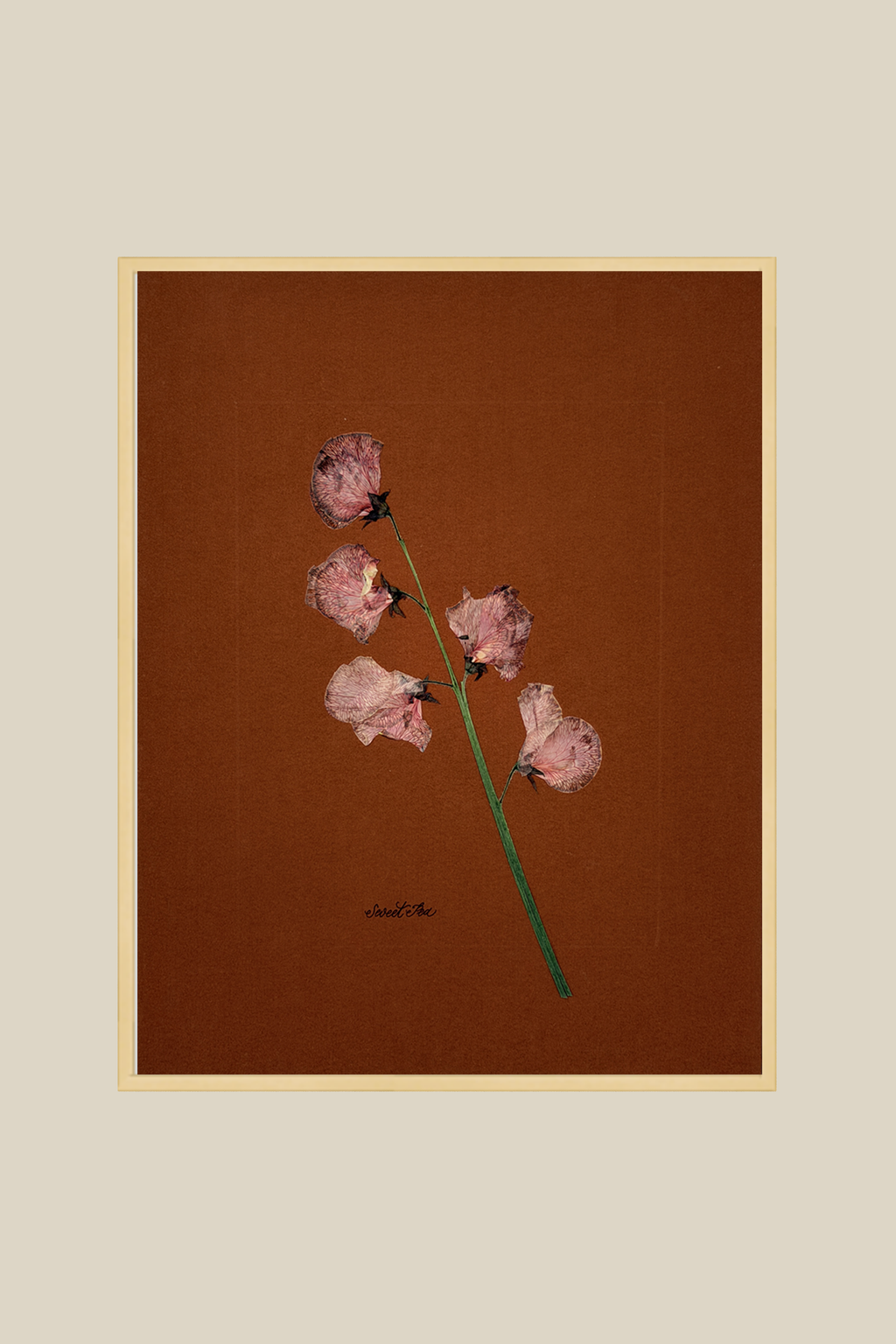 Sweet Pea on Rust