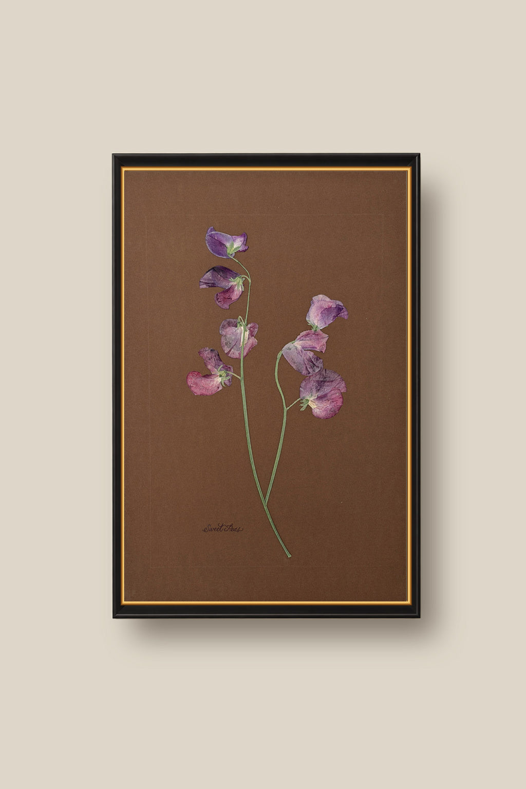 Sweet Peas on Chocolate Framed