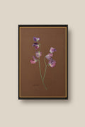 Sweet Peas on Chocolate Framed