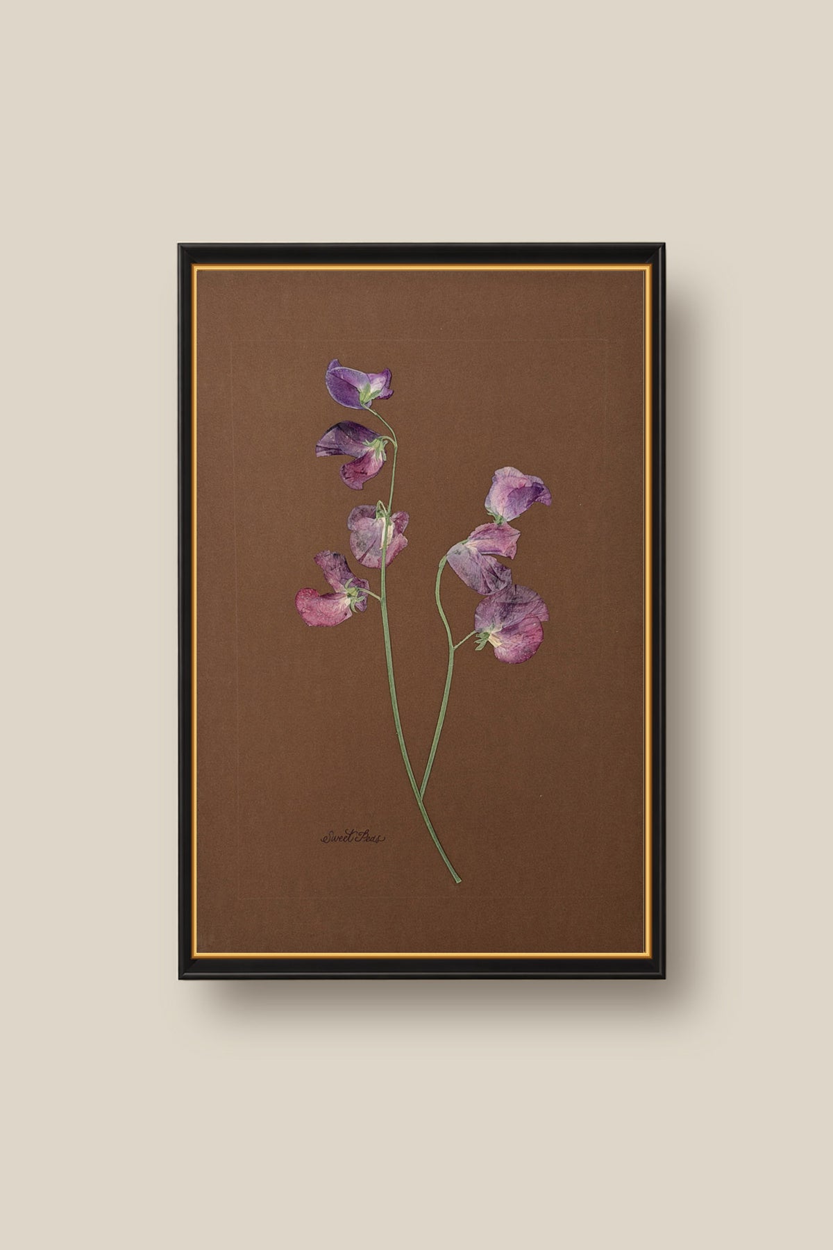 Sweet Peas on Chocolate Framed