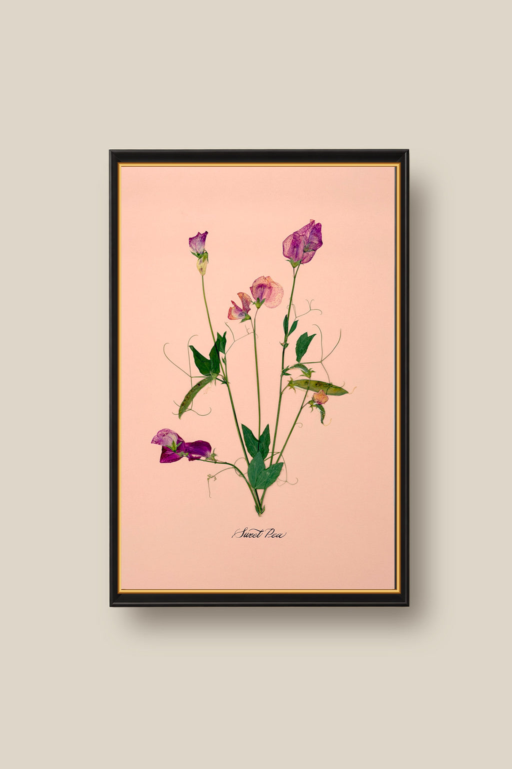 Sweet Peas on Pink Framed