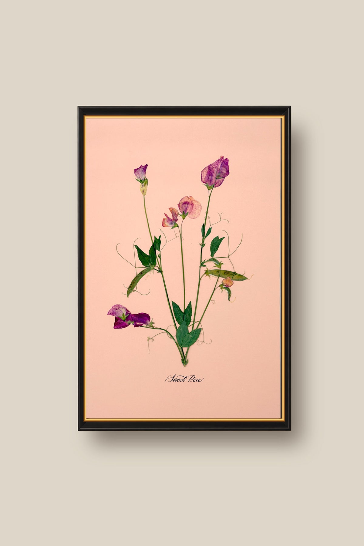 Sweet Peas on Pink Framed