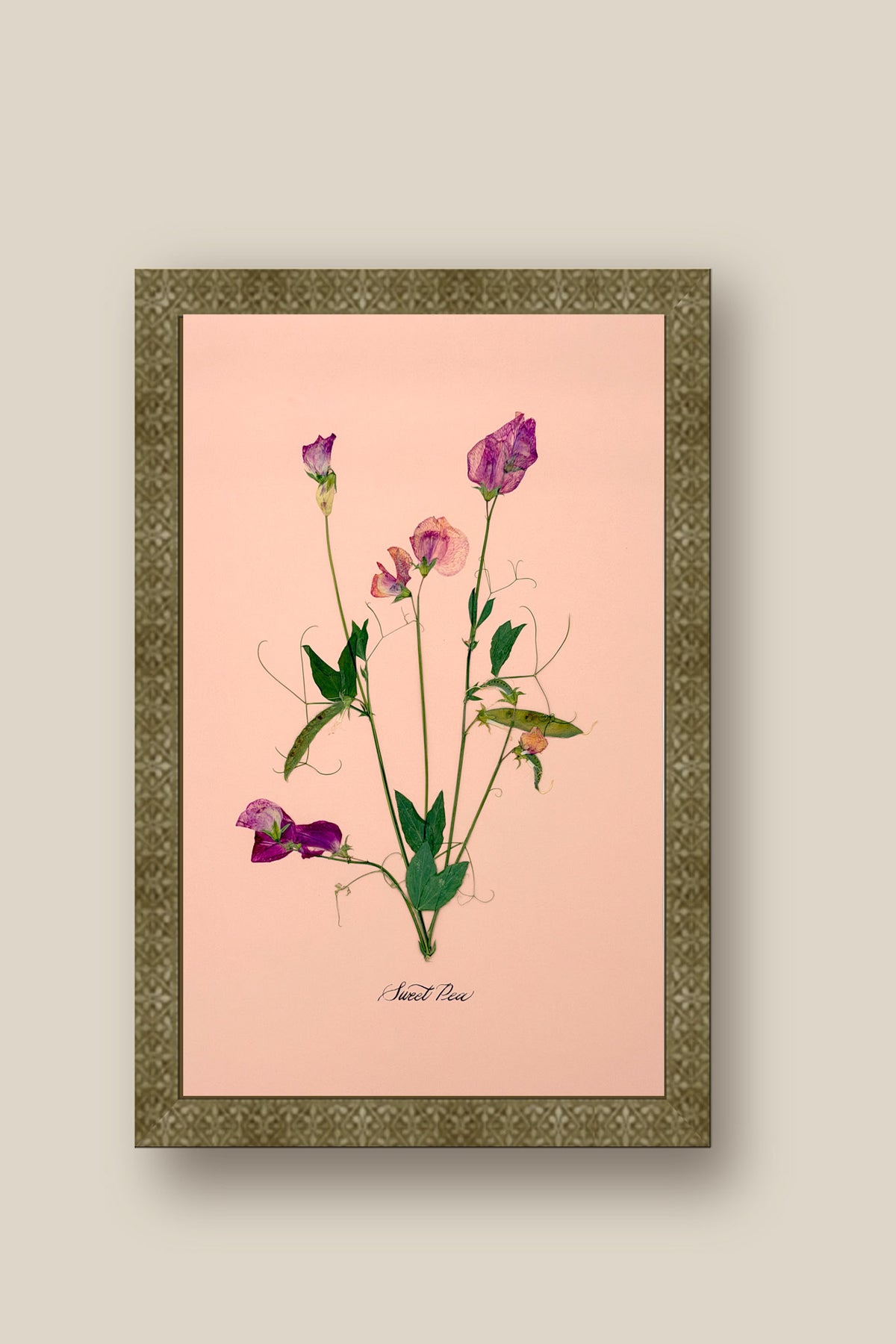 Sweet Peas on Pink Framed