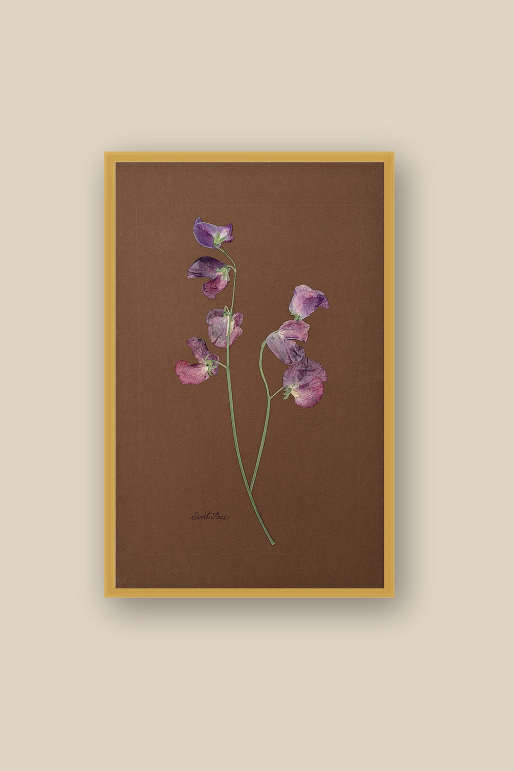 Sweet Peas on Chocolate Framed
