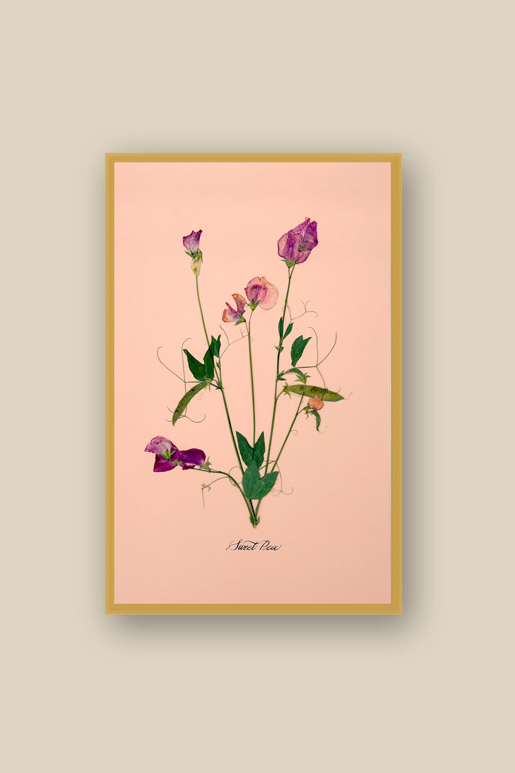 Sweet Peas on Pink Framed