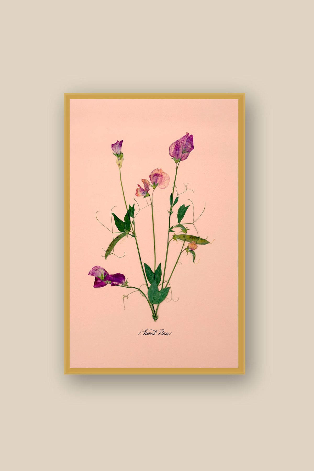 Sweet Peas on Pink Framed