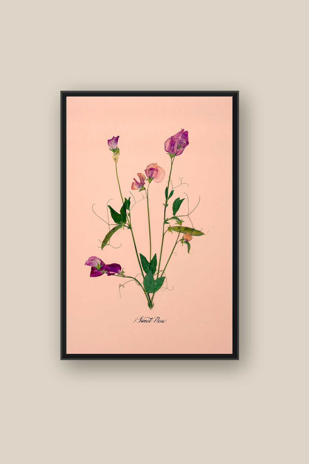 Sweet Peas on Pink Framed