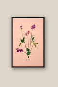 Sweet Peas on Pink Framed