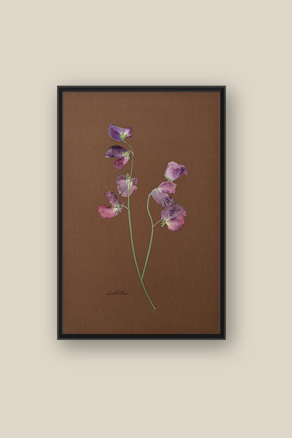 Sweet Peas on Chocolate Framed