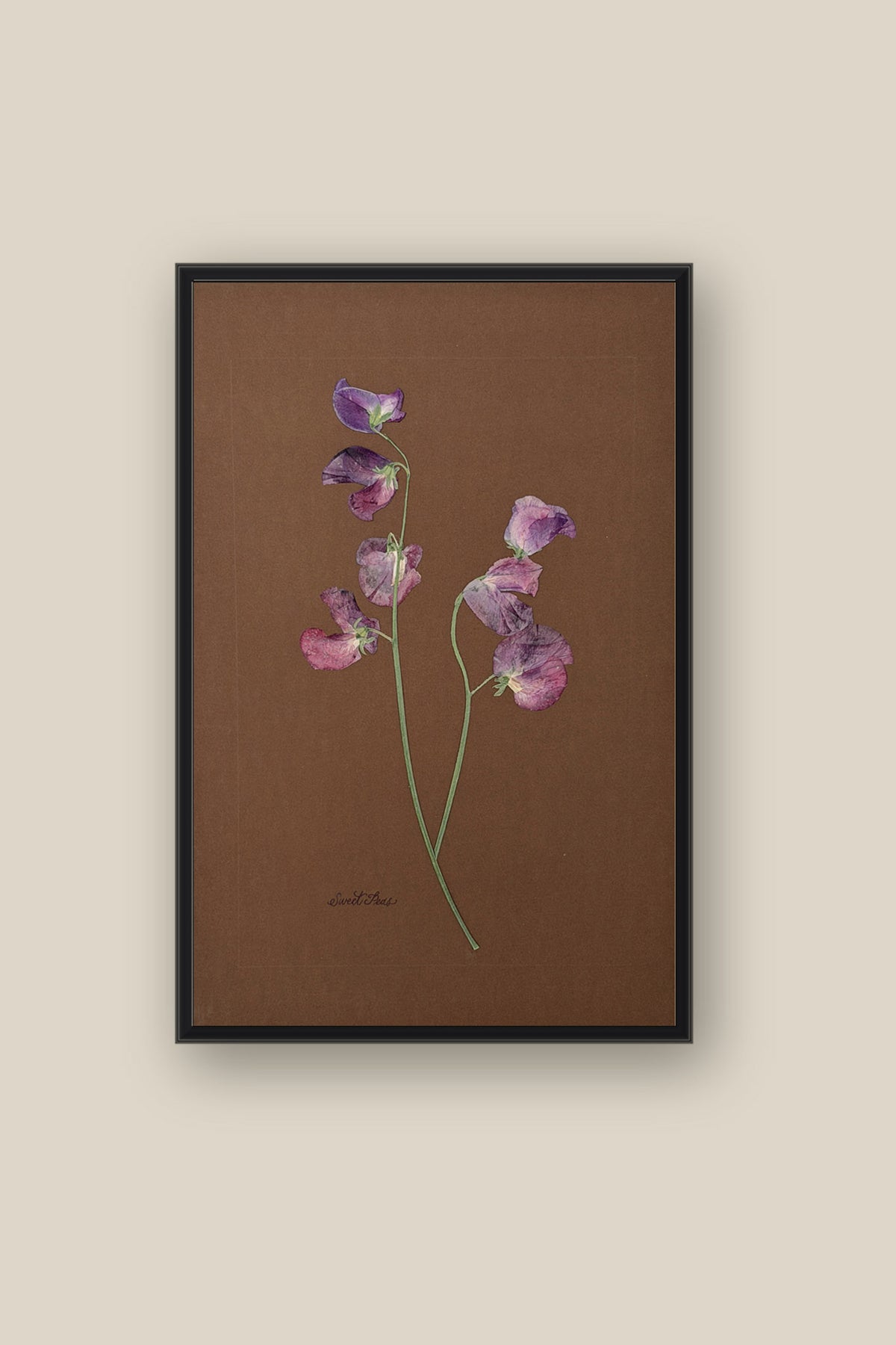 Sweet Peas on Chocolate Framed