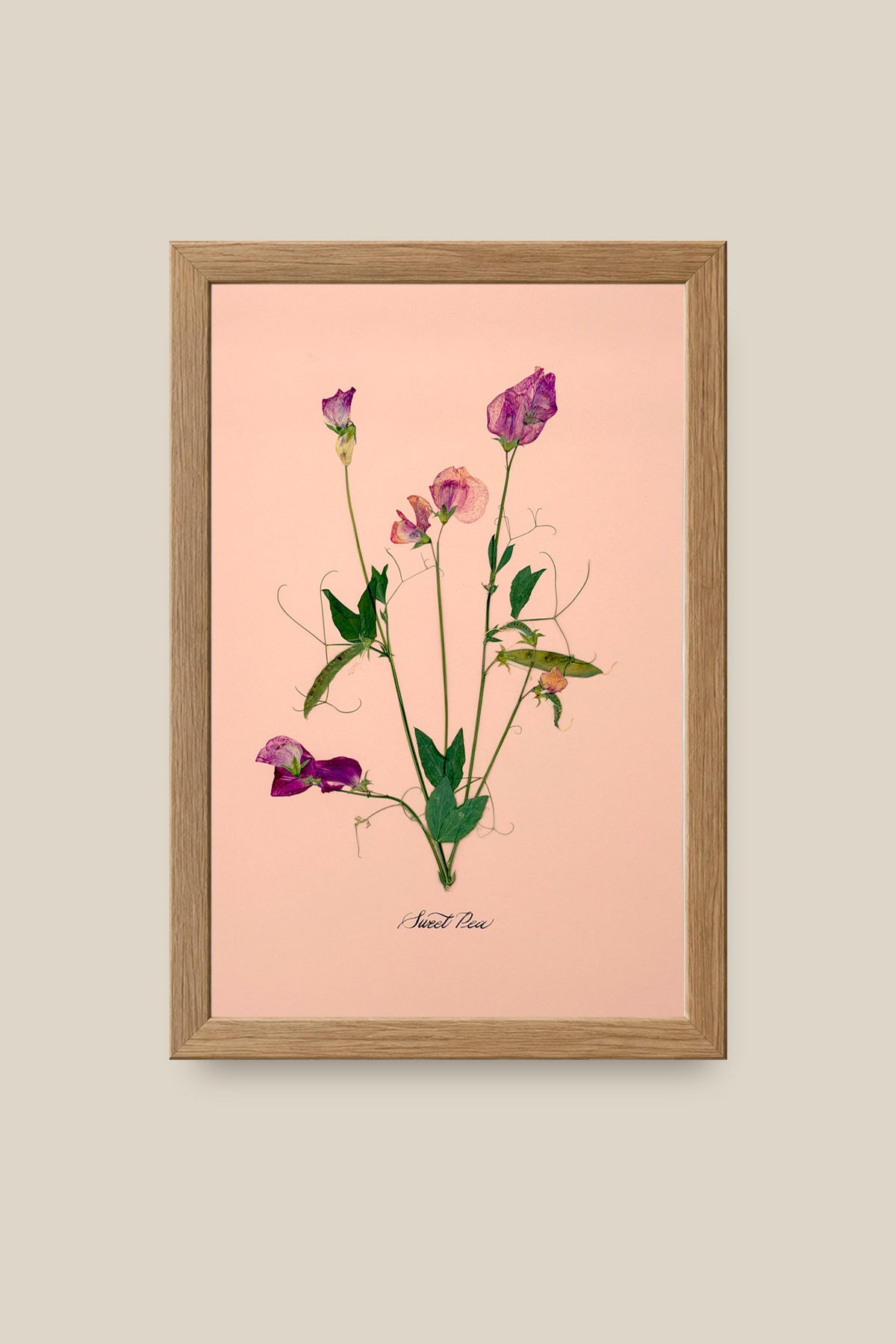 Sweet Peas on Pink Framed