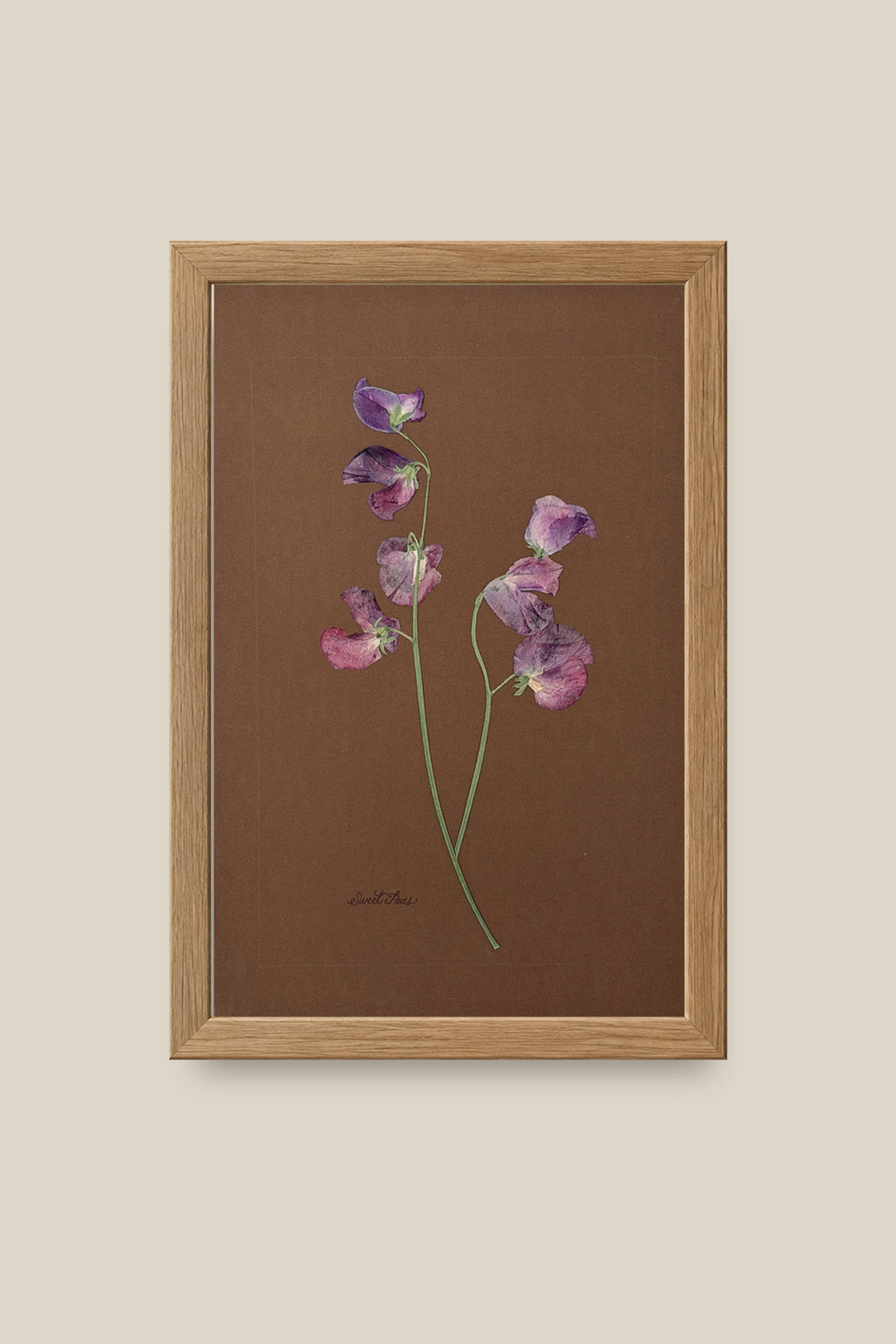 Sweet Peas on Chocolate Framed