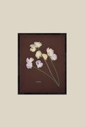 Sweet Peas on Brown