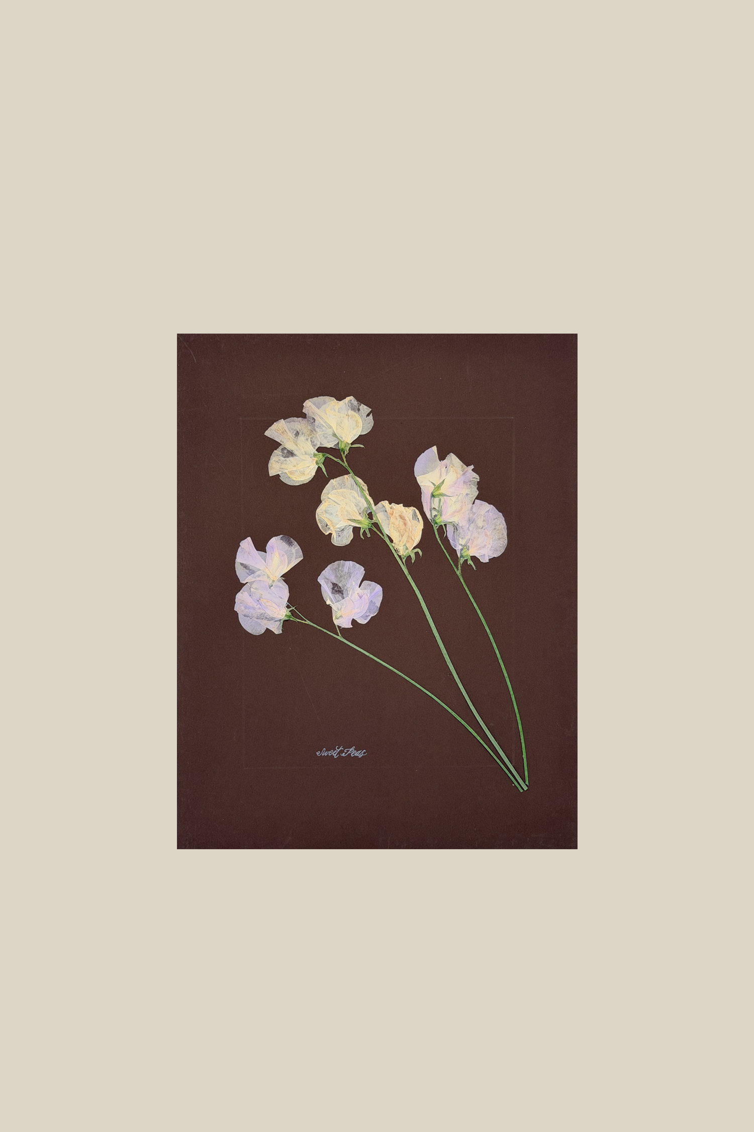 Sweet Peas on Brown