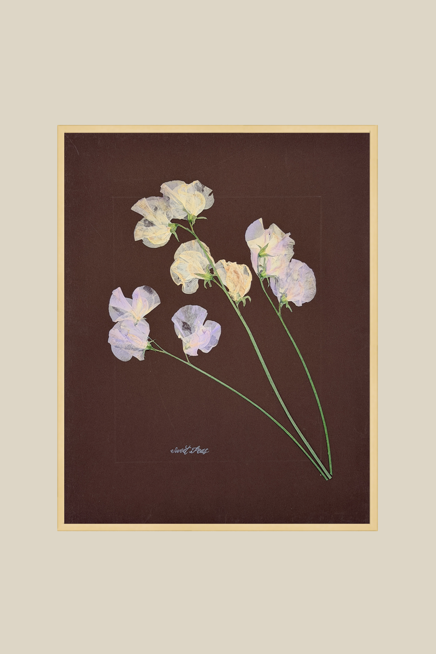 Sweet Peas on Brown