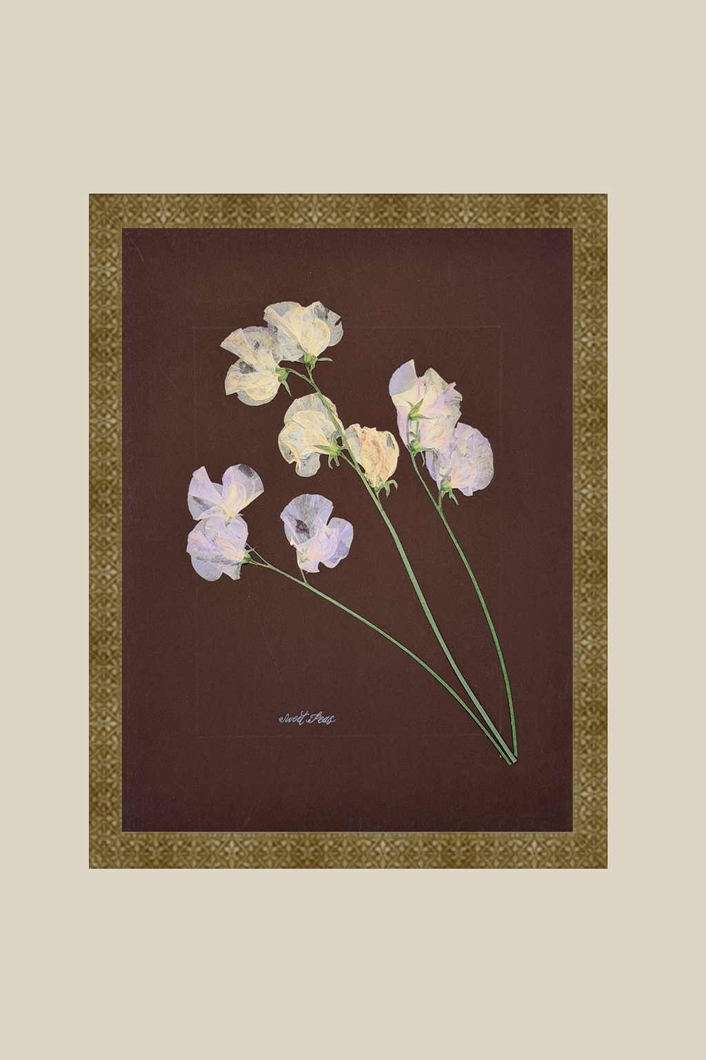 Sweet Peas on Brown