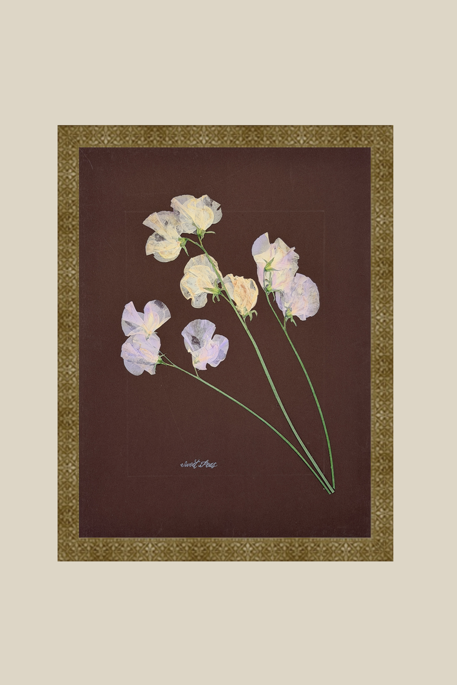 Sweet Peas on Brown