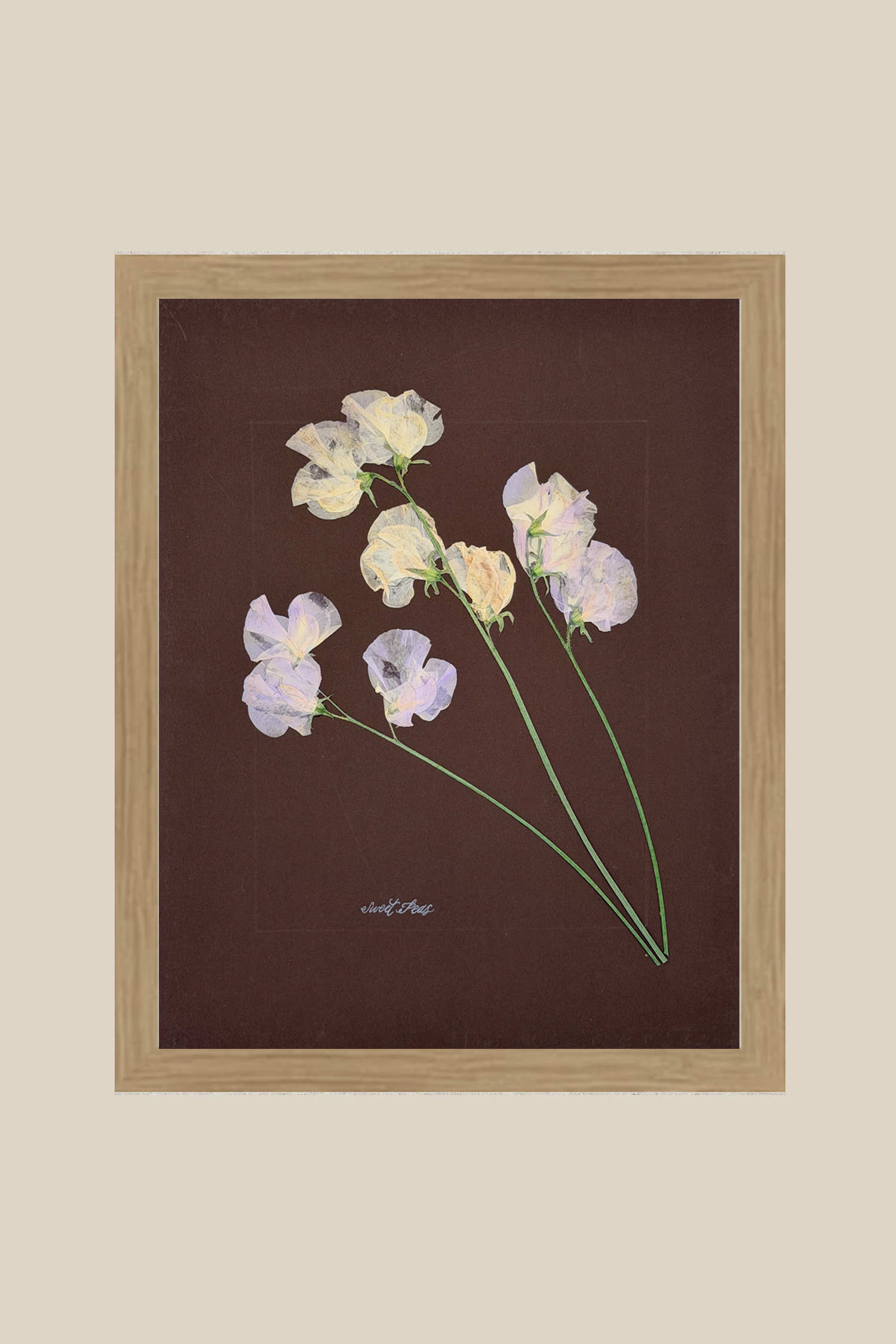Sweet Peas on Brown