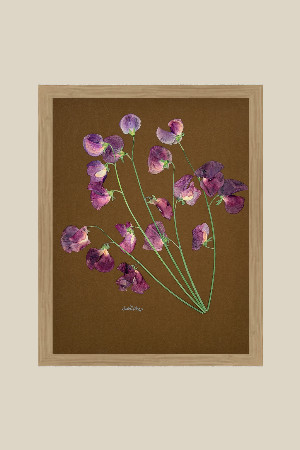 Sweet Peas on Brown