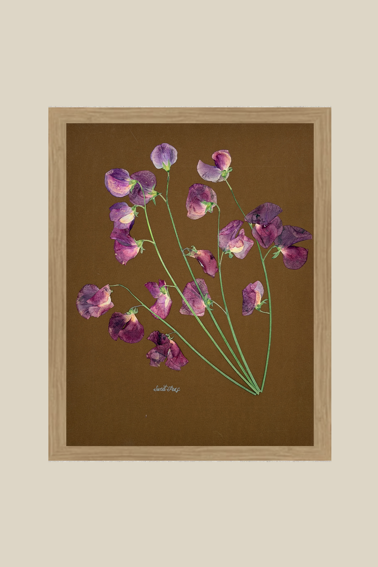 Sweet Peas on Brown