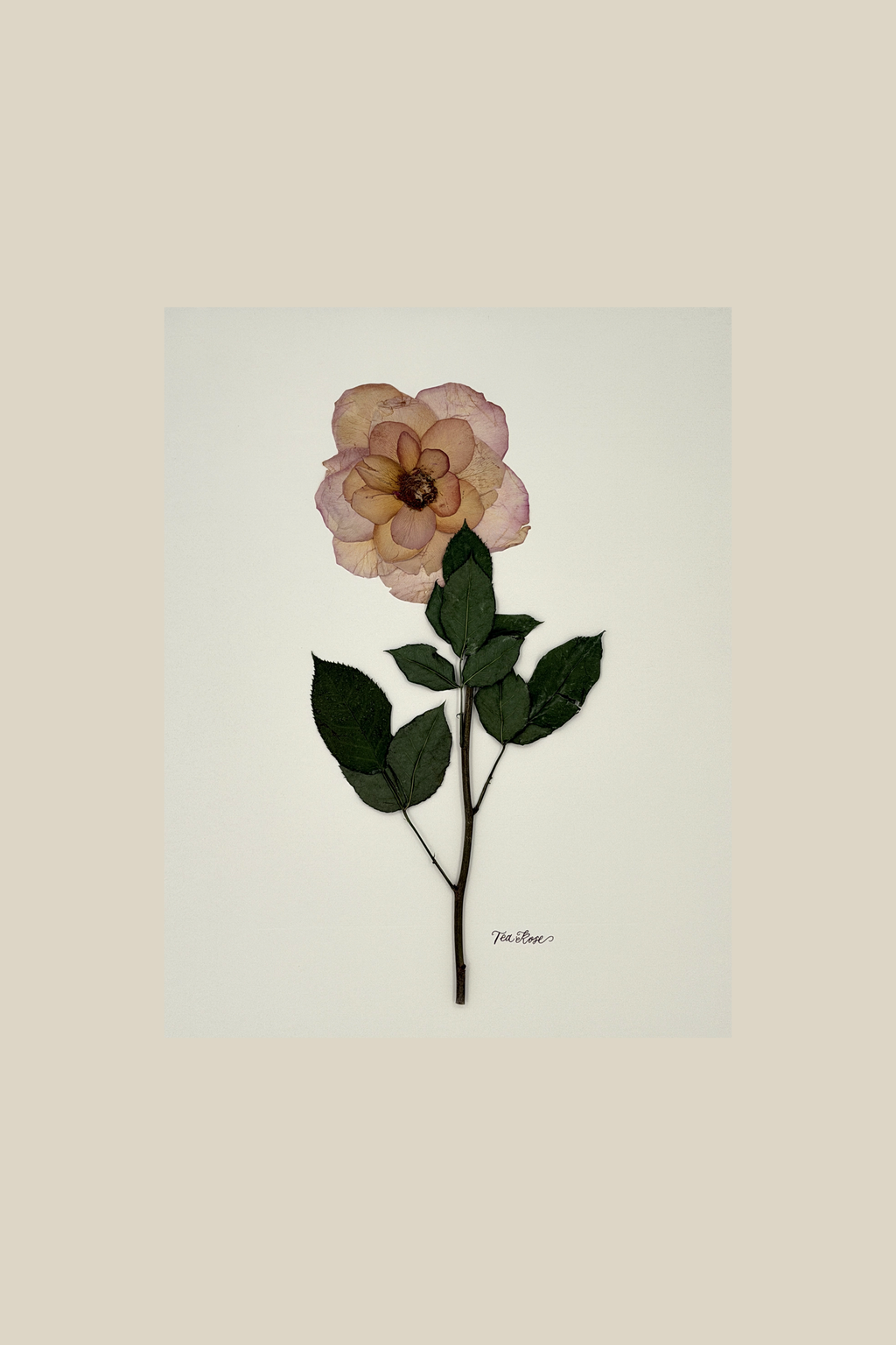 Tea Rose on Ivory