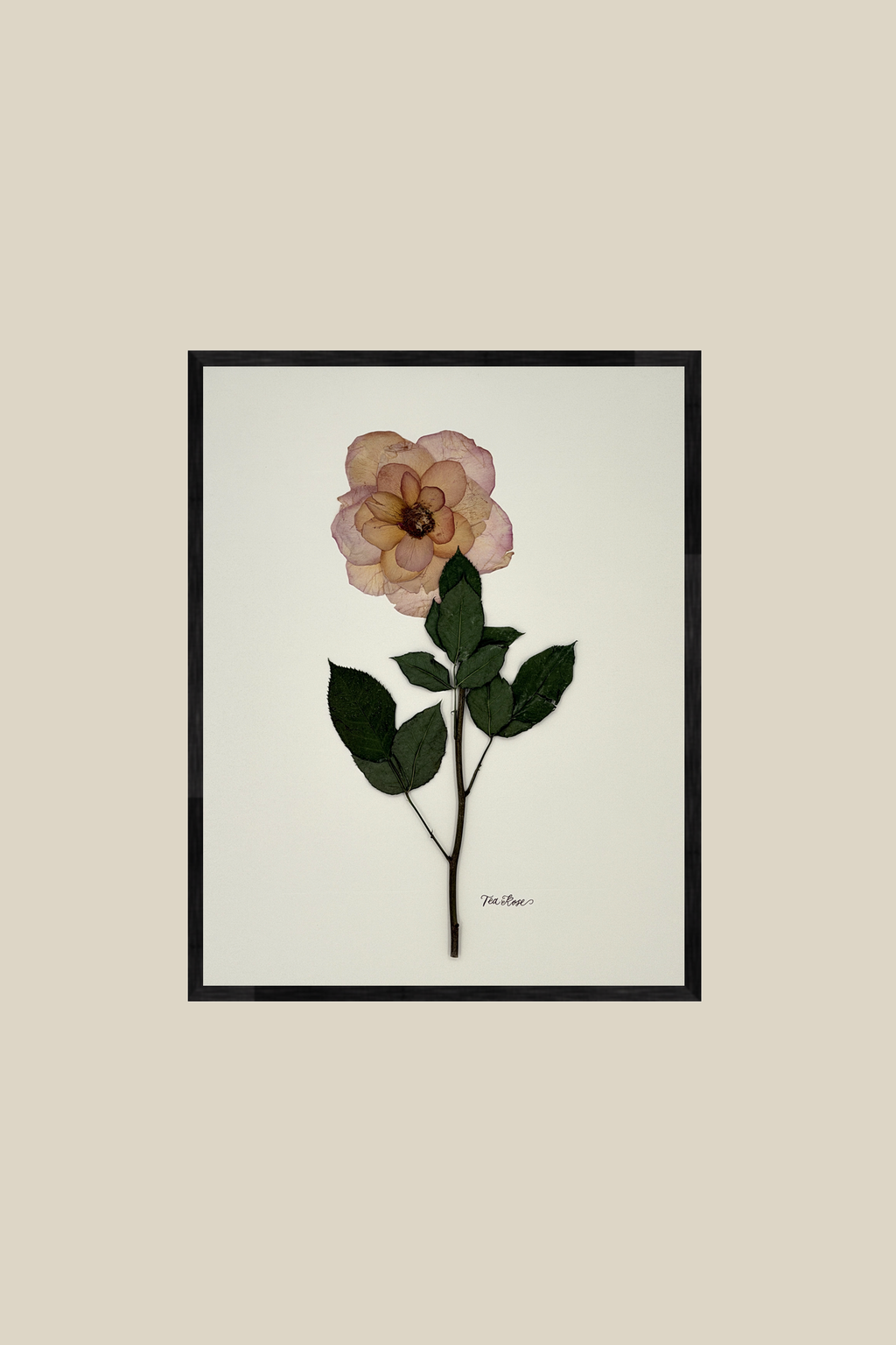 Tea Rose on Ivory
