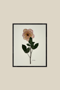 Tea Rose on Ivory