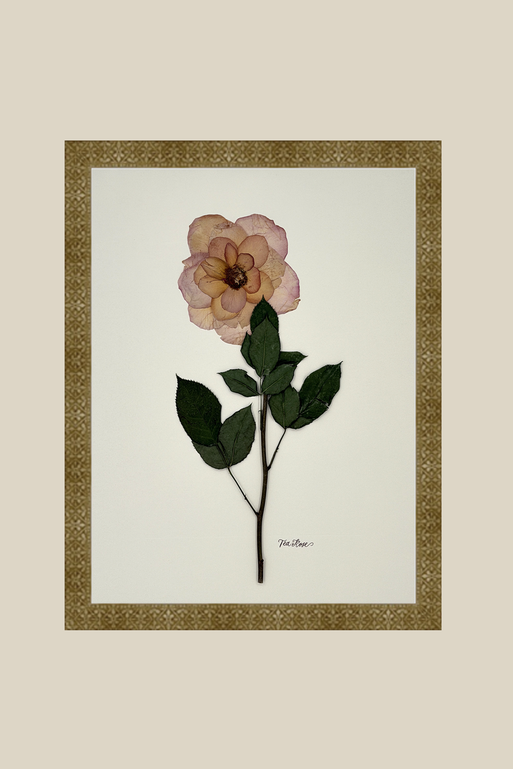 Tea Rose on Ivory