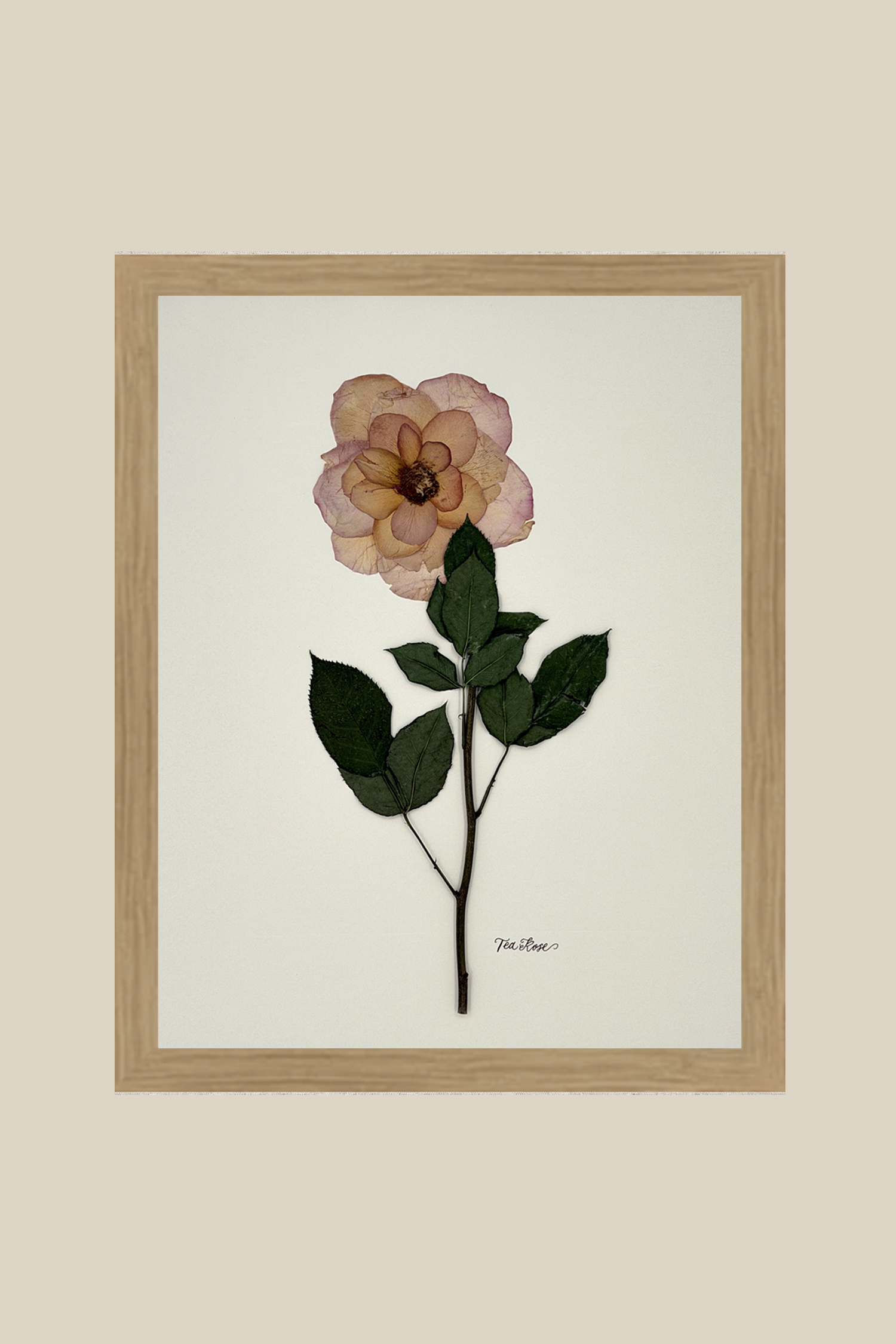 Tea Rose on Ivory