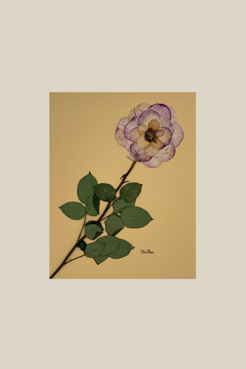 Tea Rose on Mustard