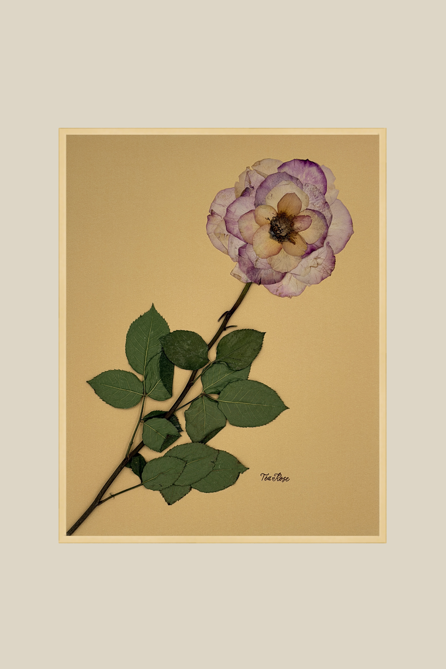 Tea Rose on Mustard