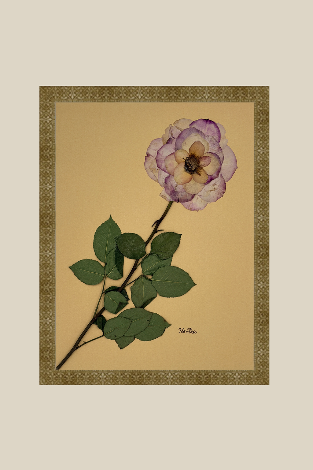 Tea Rose on Mustard